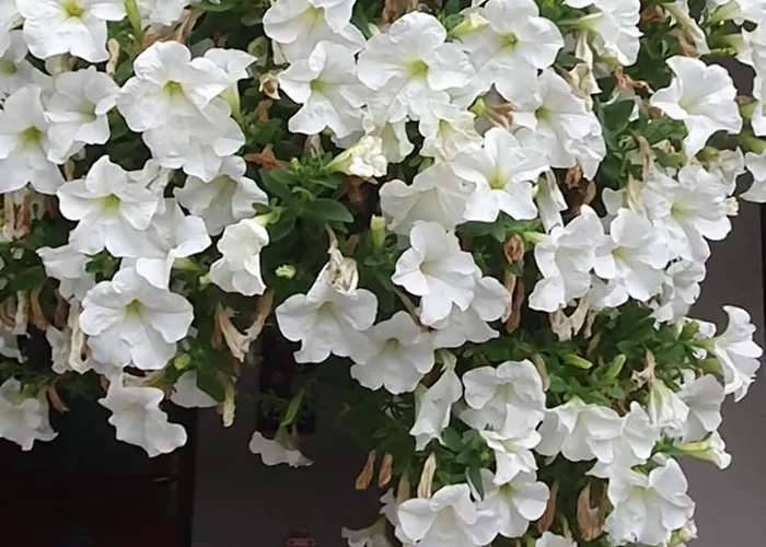 アパート Sarika *